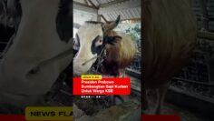 [ID: DLmAOF2Xuew] Youtube Automatic